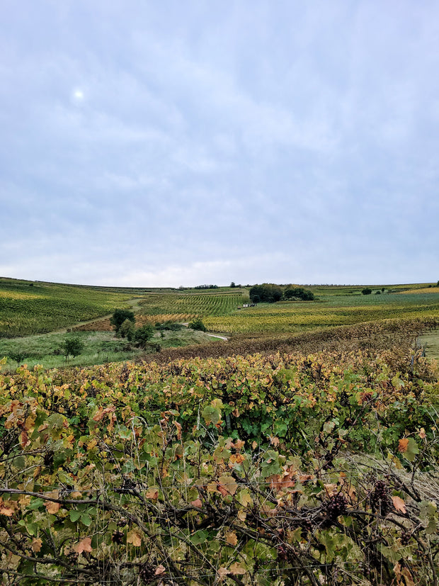 Lust auf Rheinhessen?